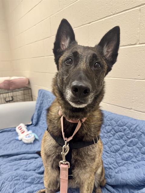 DESDAMONA, Adoptable, Adult Female Dutch Shepherd.