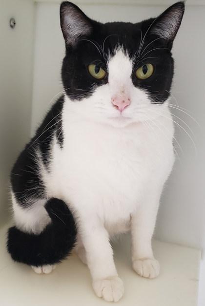 Extraterrestrial, Adoptable, Adult Female Domestic Short Hair & Domestic Short Hair.