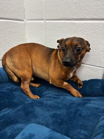 Enlarge Brownie, a Adoptable mixed breed in Spruce Pine, NC image 1/1