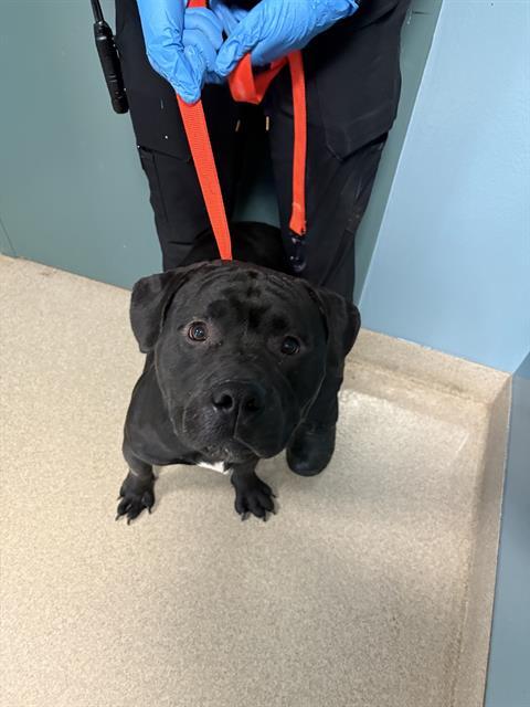 Enlarge REX, a Adoptable mixed breed in Newton, NC image 1/1