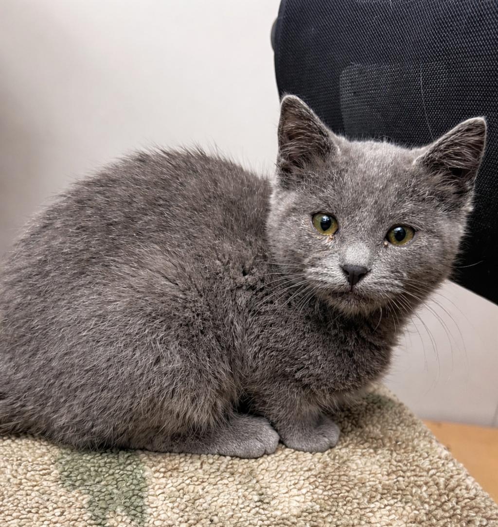 Moe, an adopted Domestic Short Hair in Jamestown, ND image 1/2