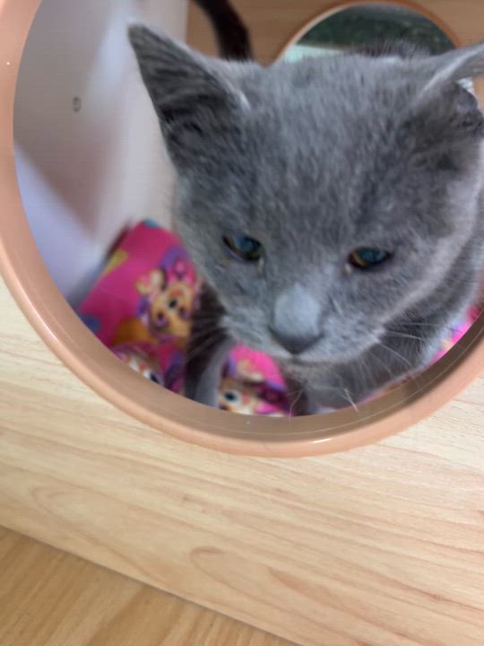 Enlarge Moe, an adopted Domestic Short Hair in Jamestown, ND video 2/2