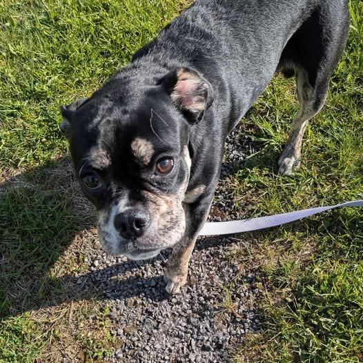 Fifi, a ADOPTABLE mixed breed in Ontario, NY image 2/4