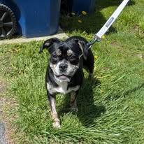 Fifi, a ADOPTABLE mixed breed in Ontario, NY image 1/4