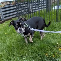 Fifi, a ADOPTABLE mixed breed in Ontario, NY image 3/4