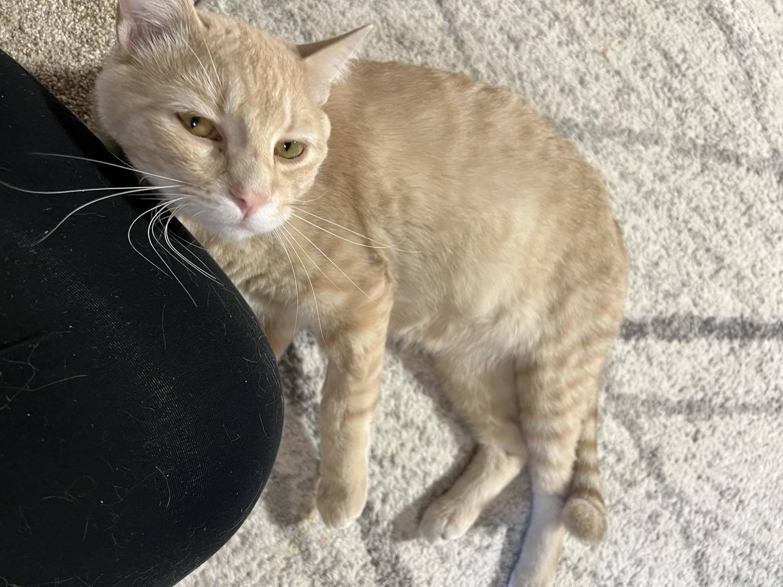 Enlarge Oliver, a Adopted Tabby in Shakopee, MN image 1/6