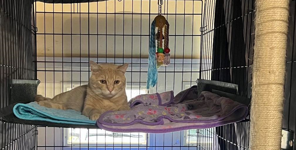 Enlarge Oliver, a Adopted Tabby in Shakopee, MN image 2/6