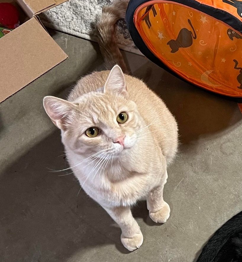 Enlarge Oliver, a Adopted Tabby in Shakopee, MN image 3/6