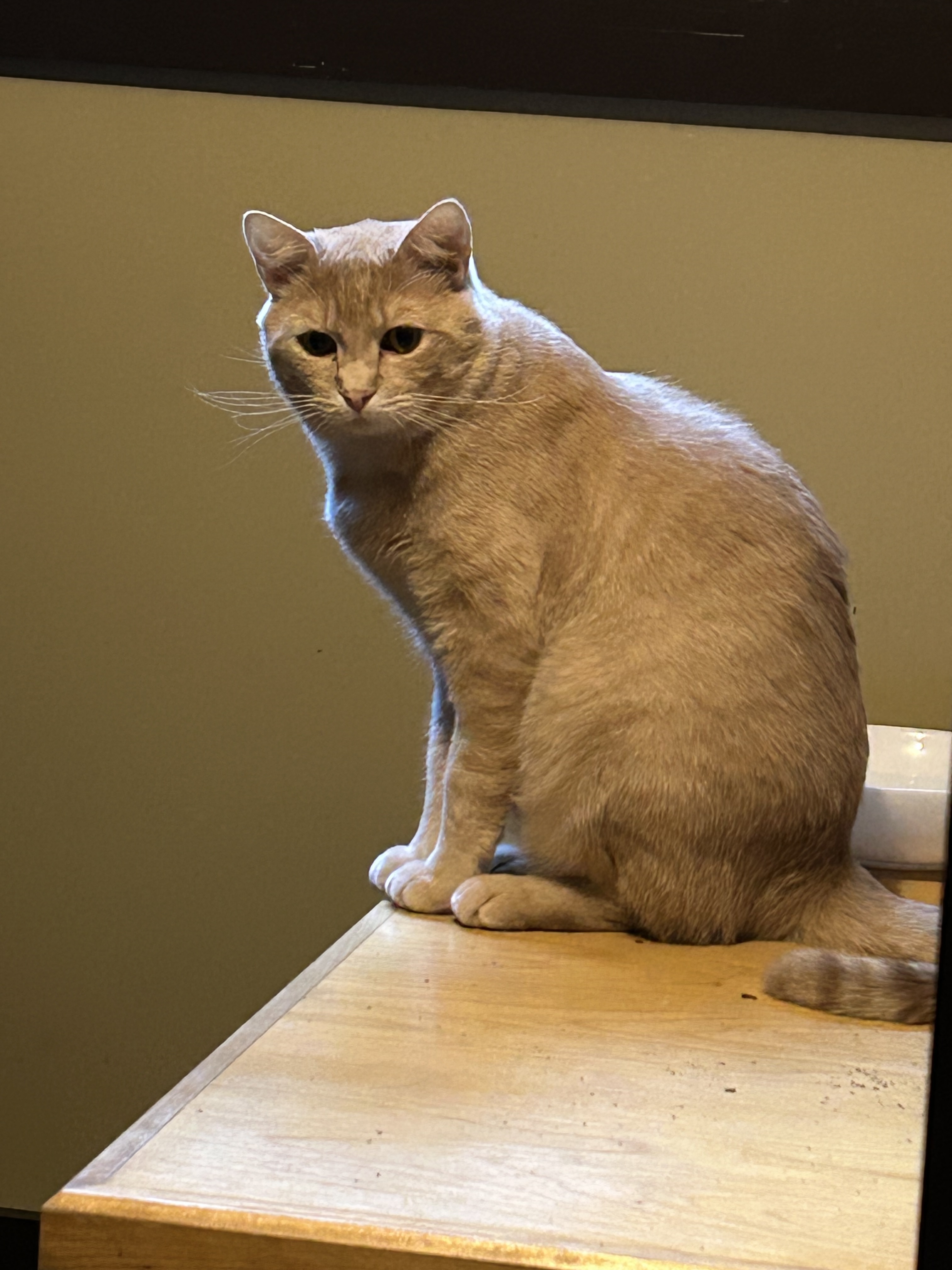 Enlarge Oliver, a Adopted Tabby in Shakopee, MN image 4/6