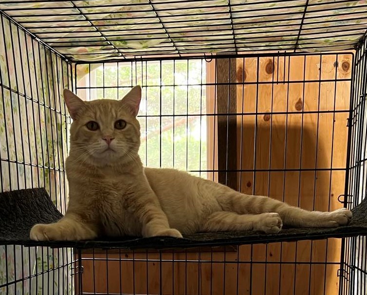 Enlarge Oliver, a Adopted Tabby in Shakopee, MN image 5/6