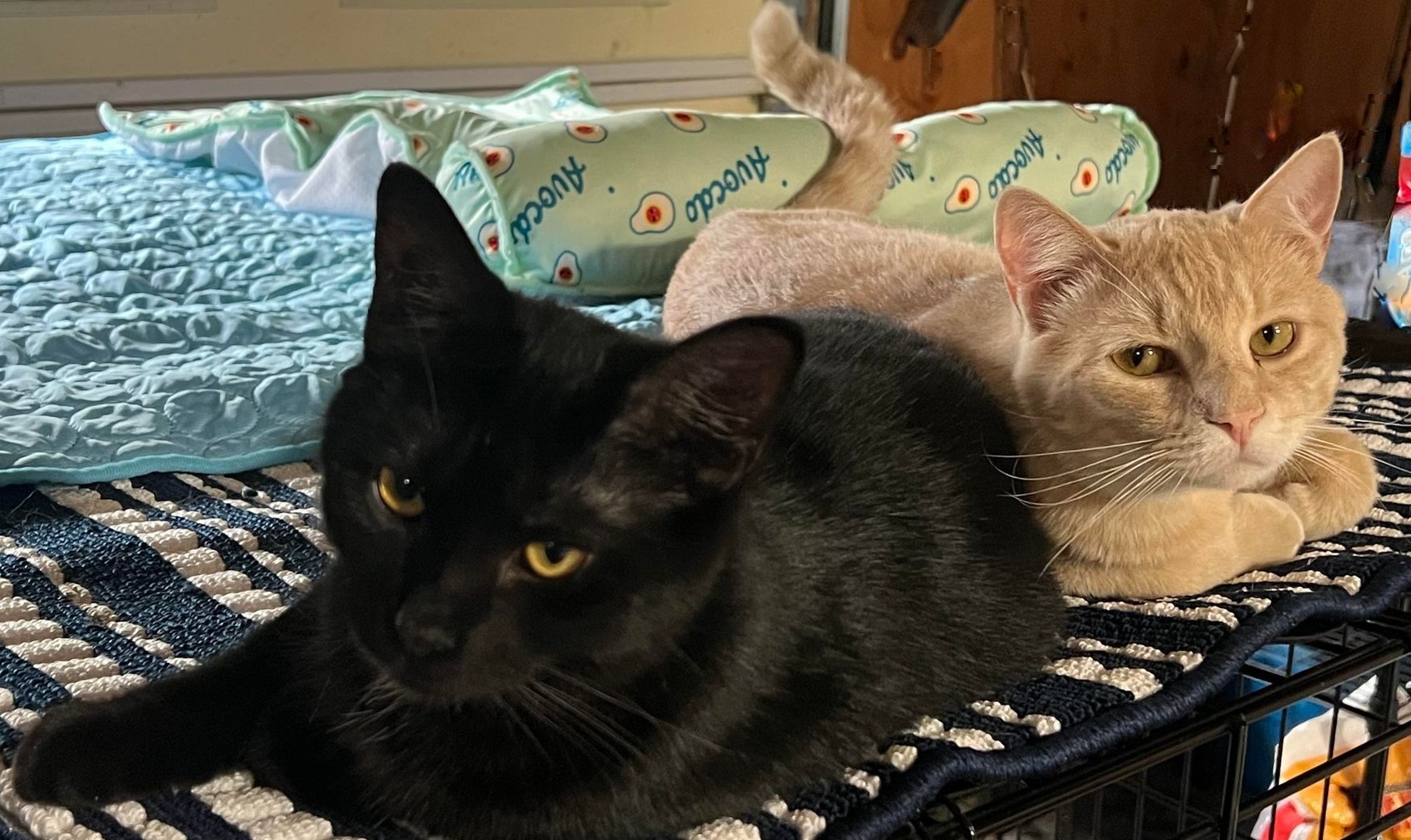 Enlarge Oliver, a Adopted Tabby in Shakopee, MN image 6/6