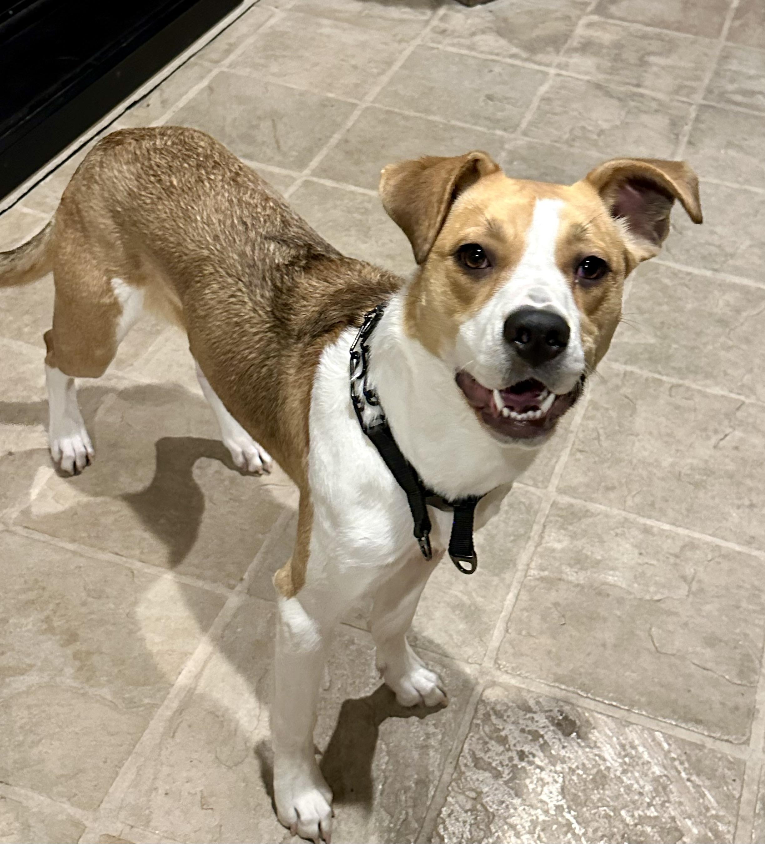 Baily, Adoptable, Young Female Hound & Terrier.