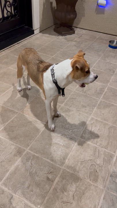 Enlarge Baily, a Adoptable mixed breed in Mountain View, CA video 3/3