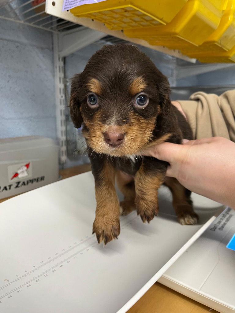 Puppy - Chip, Adoptable, Puppy Male Cocker Spaniel.