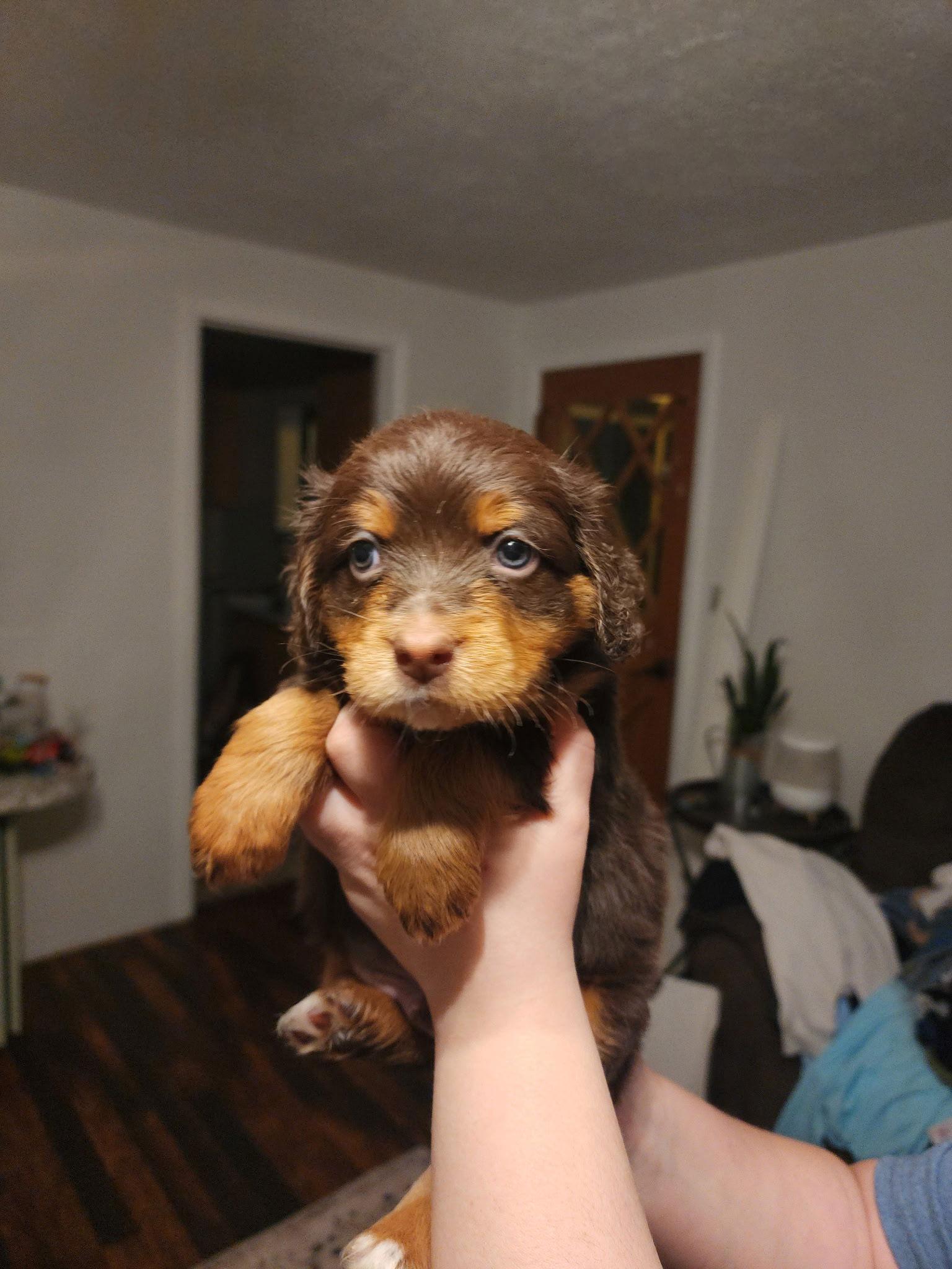 Enlarge Puppy - Chip, a Adopted Cocker Spaniel in Emmett, ID image 2/2