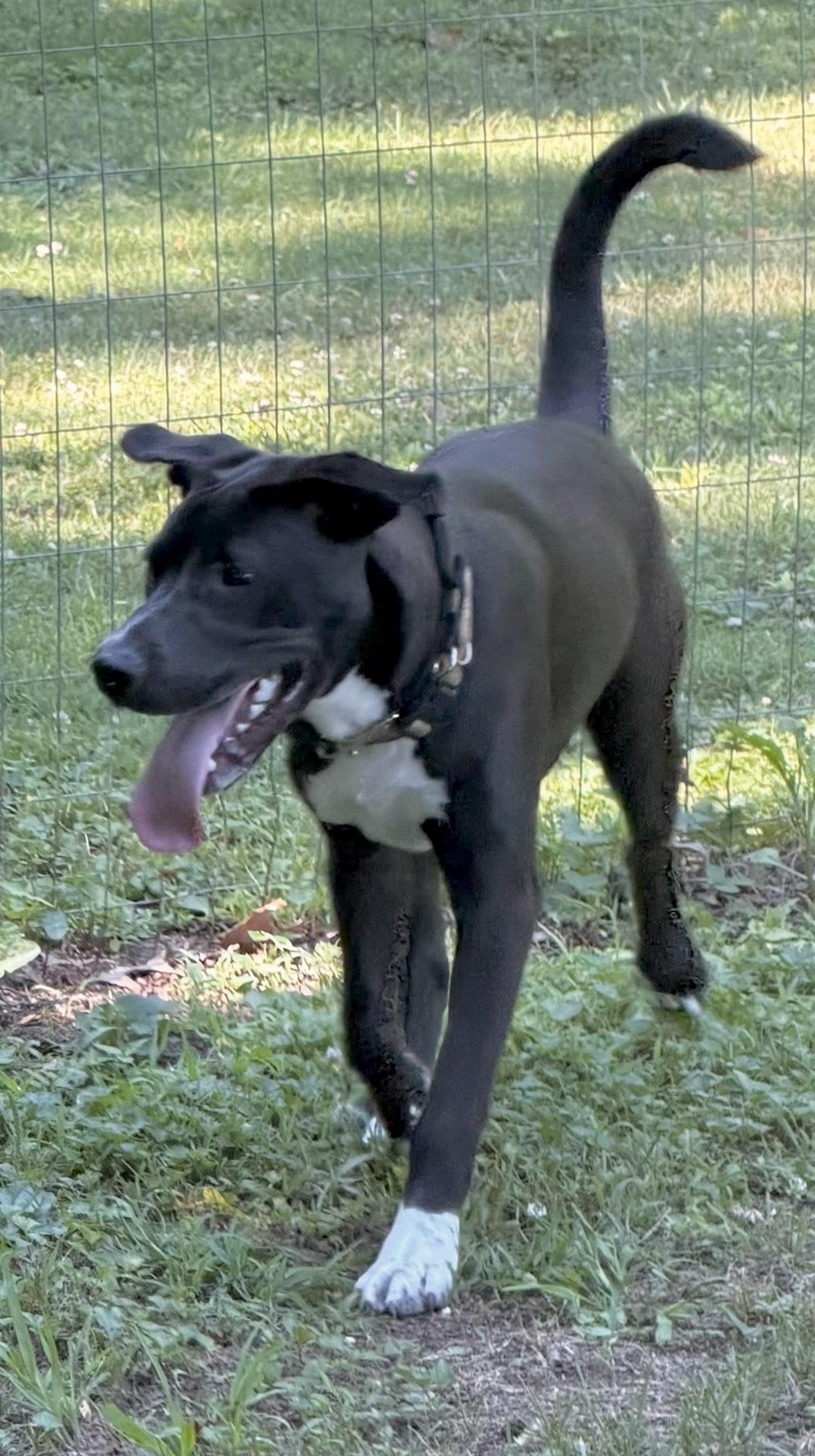 Enlarge Rusty Wallace, a Adoptable mixed breed in Millington, MD image 4/6