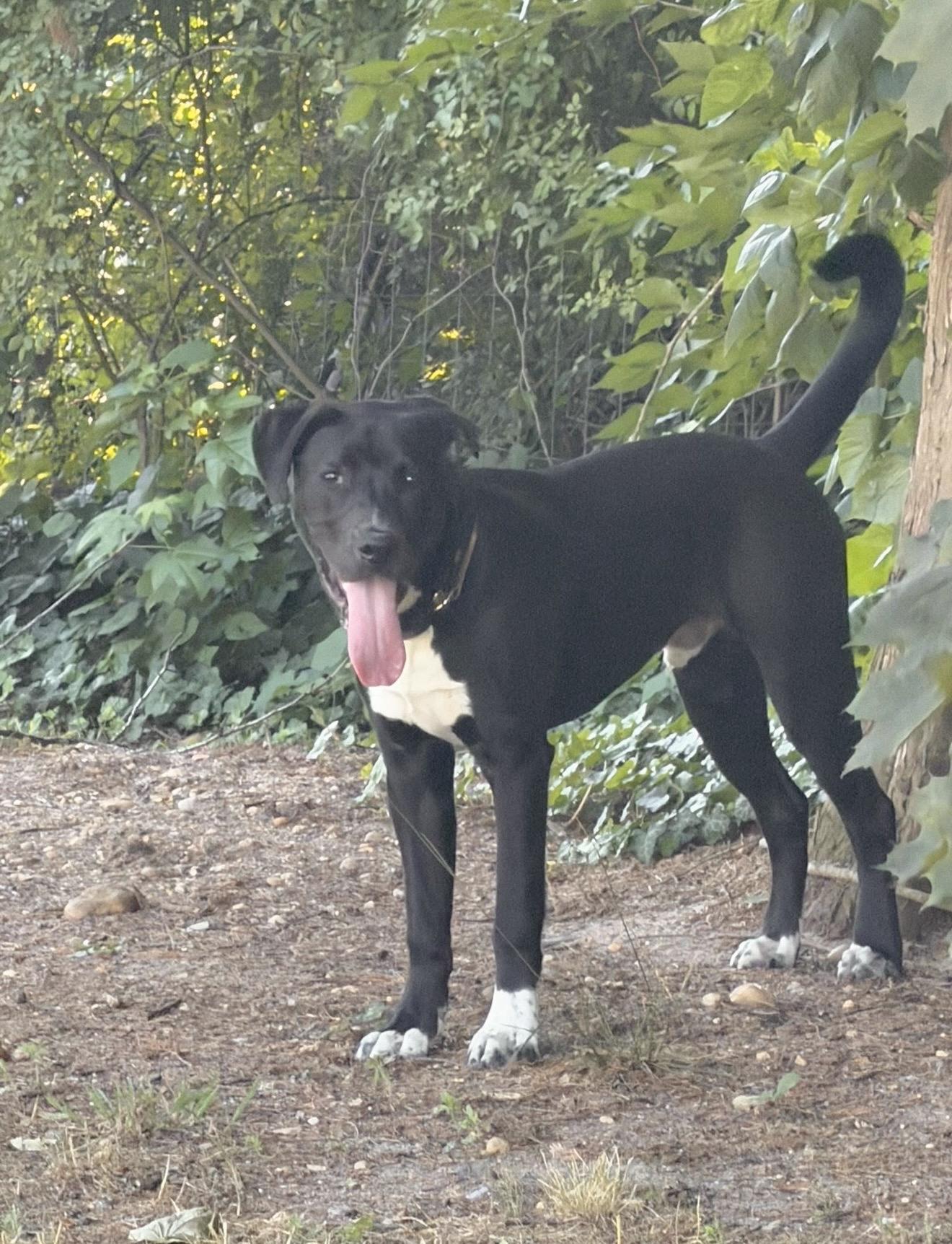 Rusty Wallace, Adoptable, Puppy Male Black Labrador Retriever & Pit Bull Terrier.