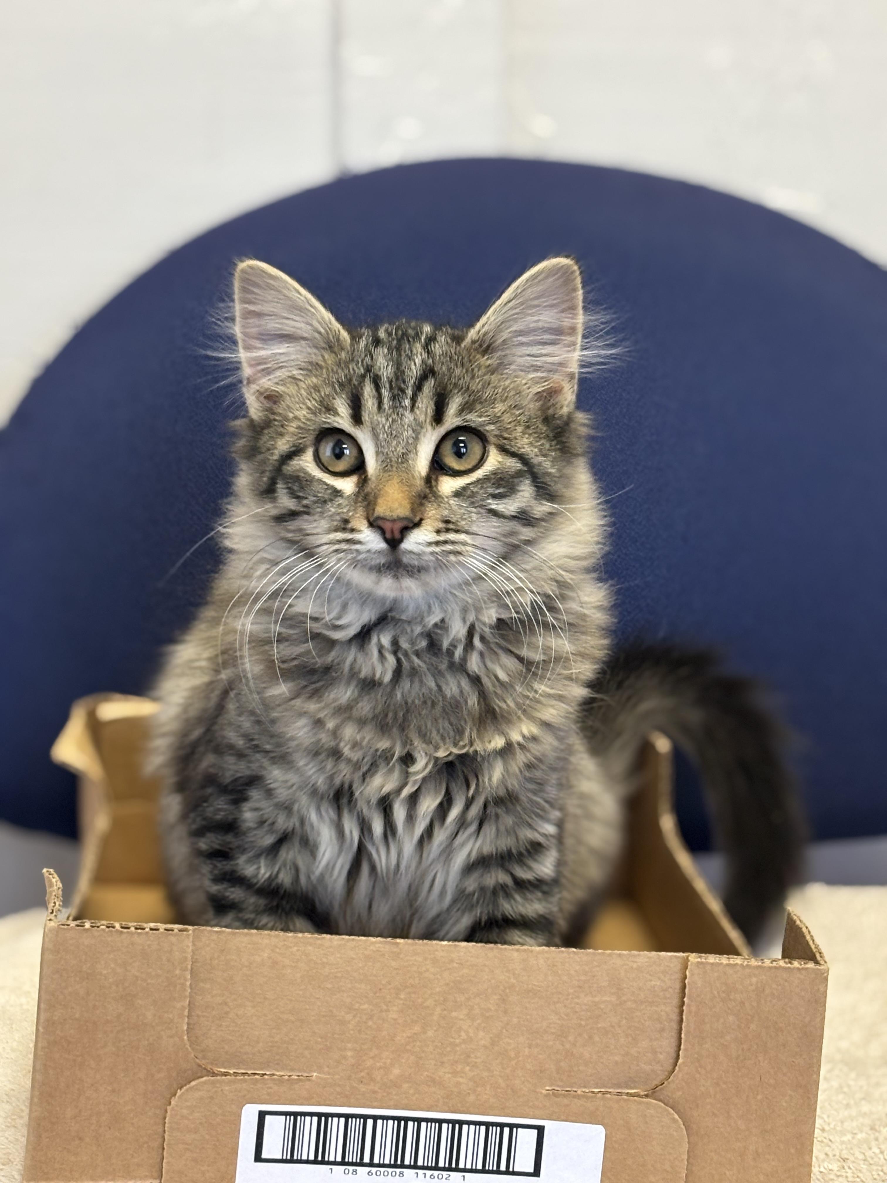 Snowball, Adoptable, Kitten Male Domestic Medium Hair.