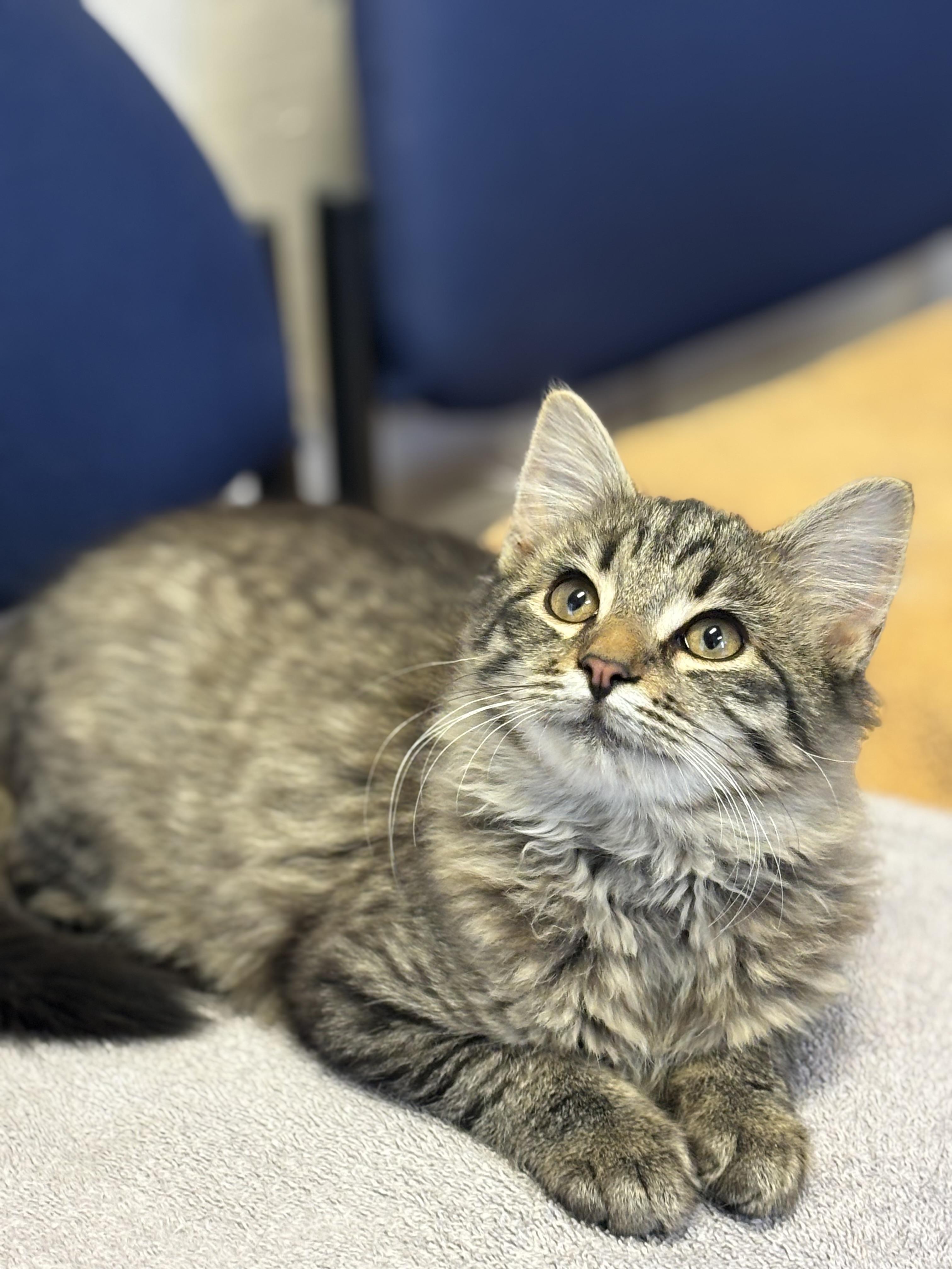 Enlarge Snowball, a Adoptable Domestic Medium Hair in Statesboro, GA image 2/3