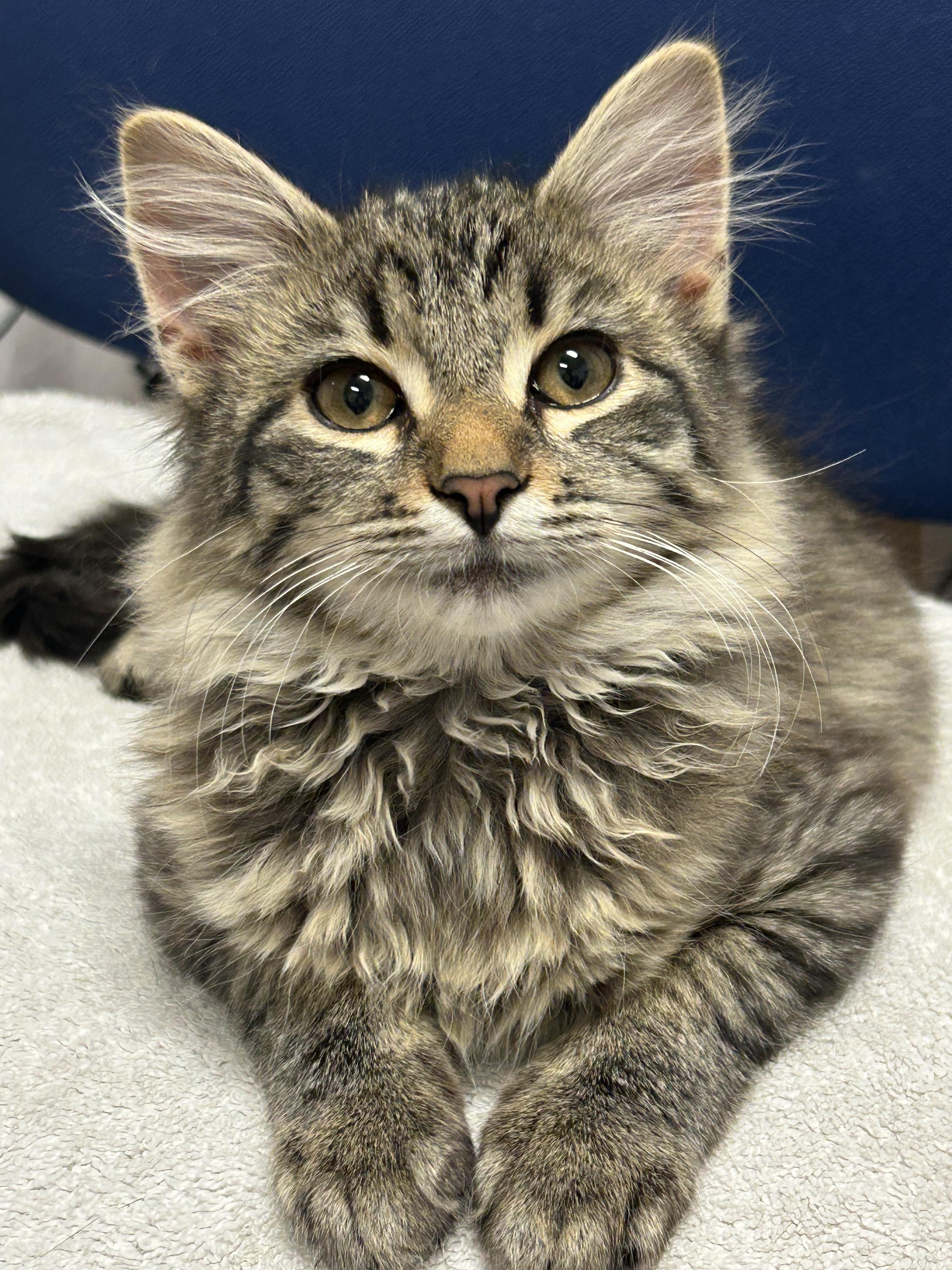 Enlarge Snowball, a Adoptable Domestic Medium Hair in Statesboro, GA image 3/3