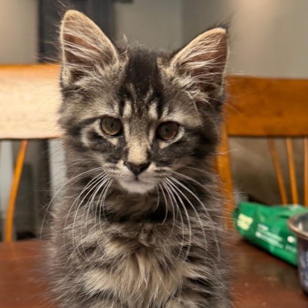 Louis, an adopted Domestic Medium Hair in Raeford, NC image 1/3