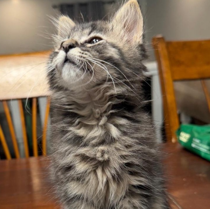 Louis, an adopted Domestic Medium Hair in Raeford, NC image 2/3