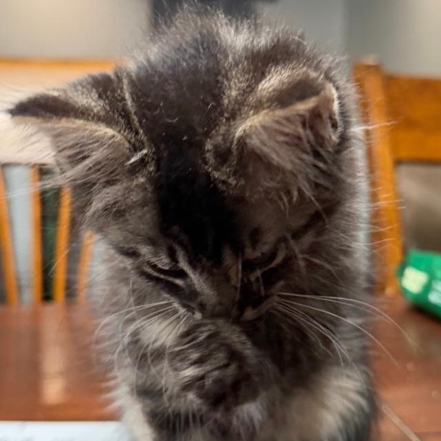 Louis, an adopted Domestic Medium Hair in Raeford, NC image 3/3