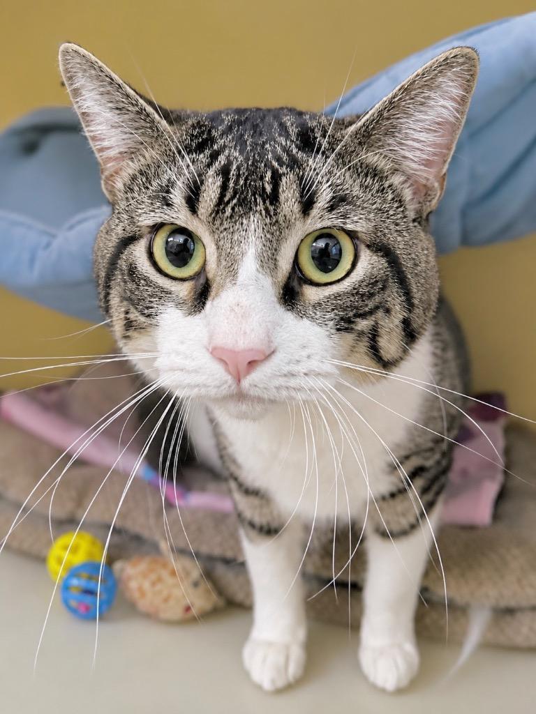 Slurpee, Adoptable, Young Male Domestic Short Hair.