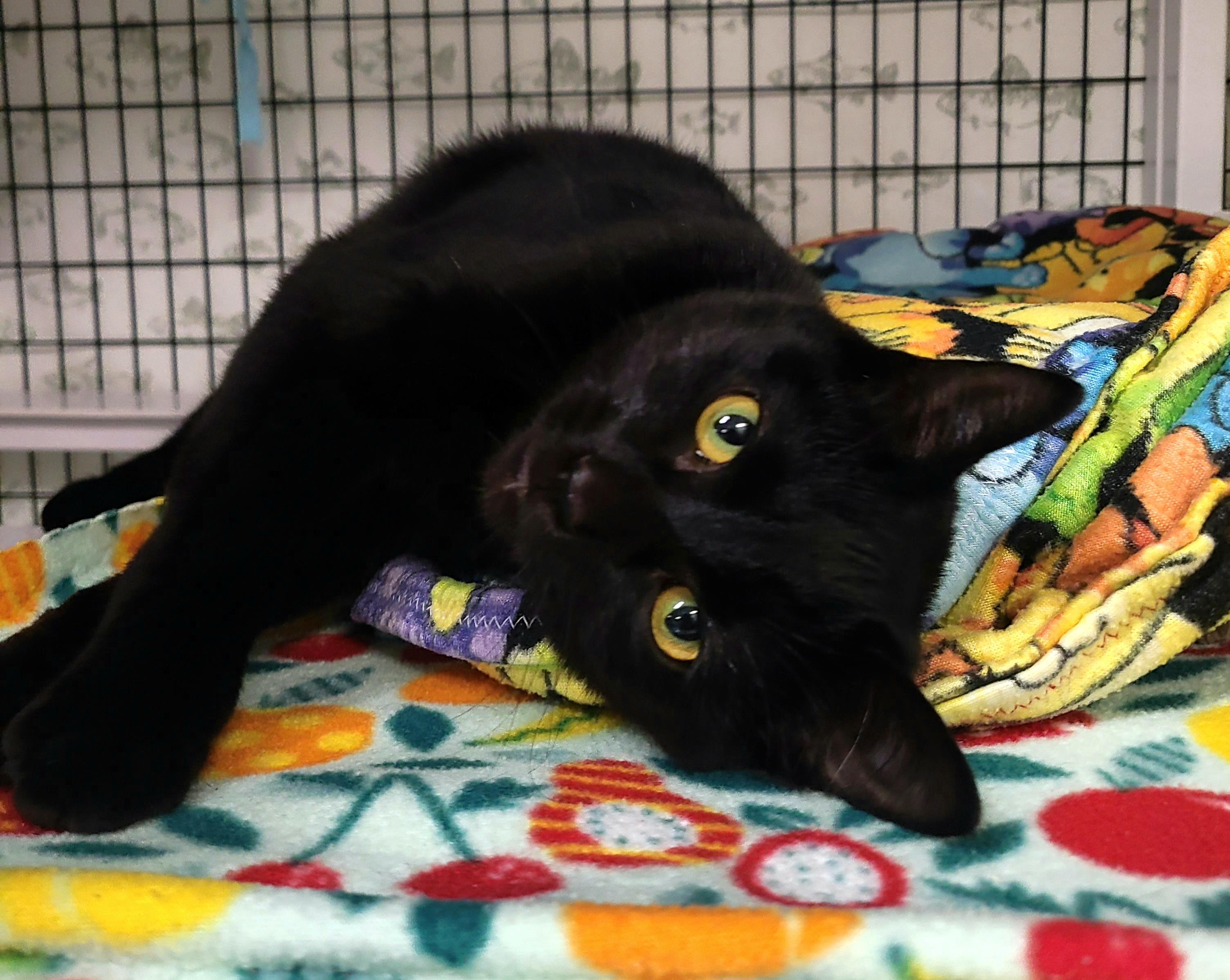 Binx, ADOPTABLE, Adult Male Domestic Short Hair.