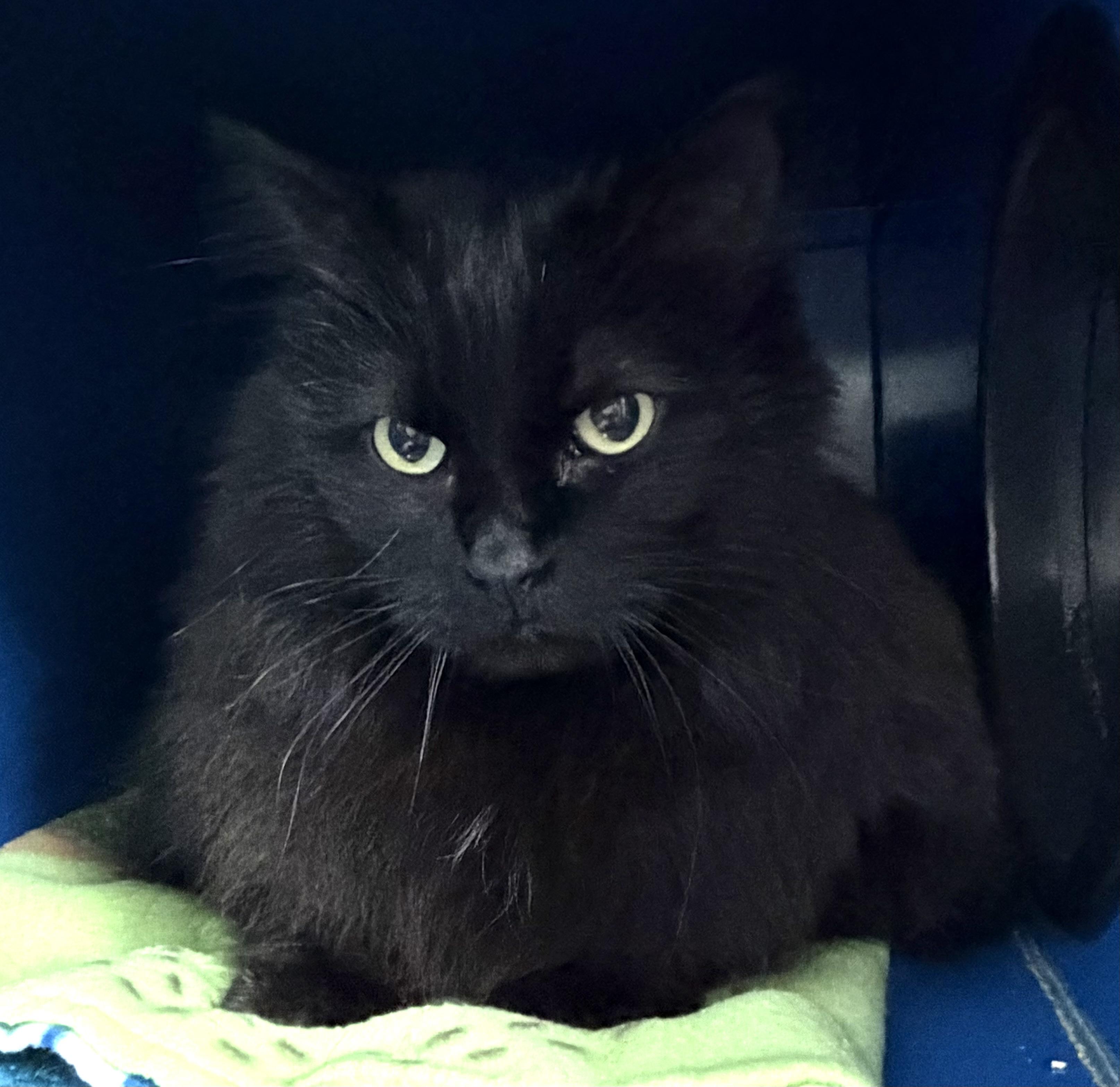 Enlarge Knox, an adopted Domestic Medium Hair in Sault Sainte Marie, MI image 2/6