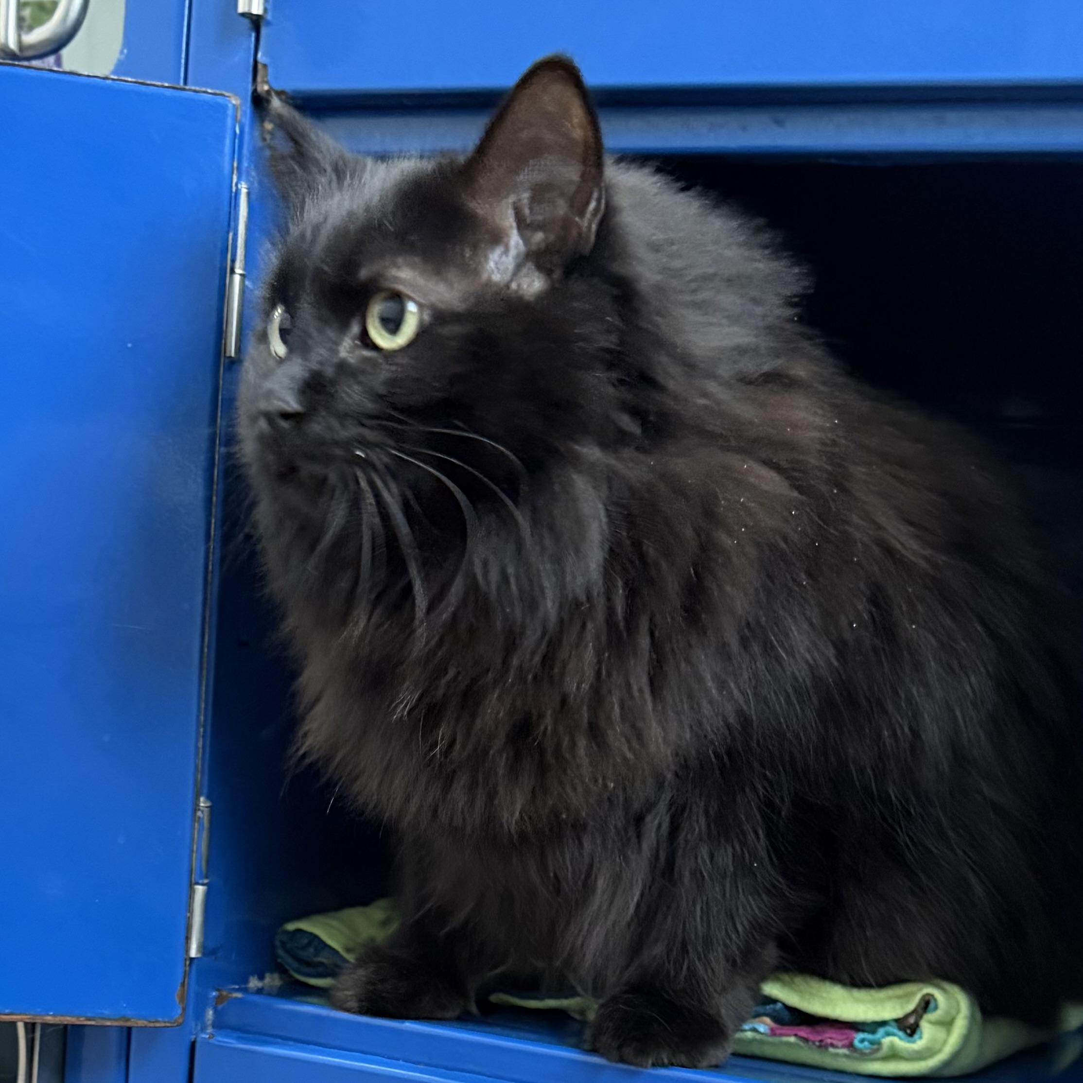 Knox — thumbnail 2