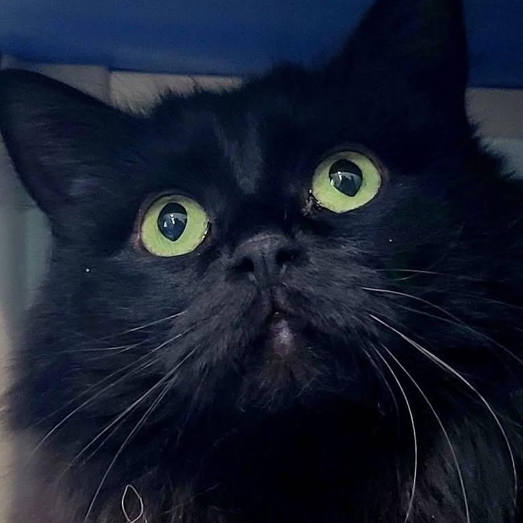 Knox, adopted, Young Female Domestic Medium Hair.