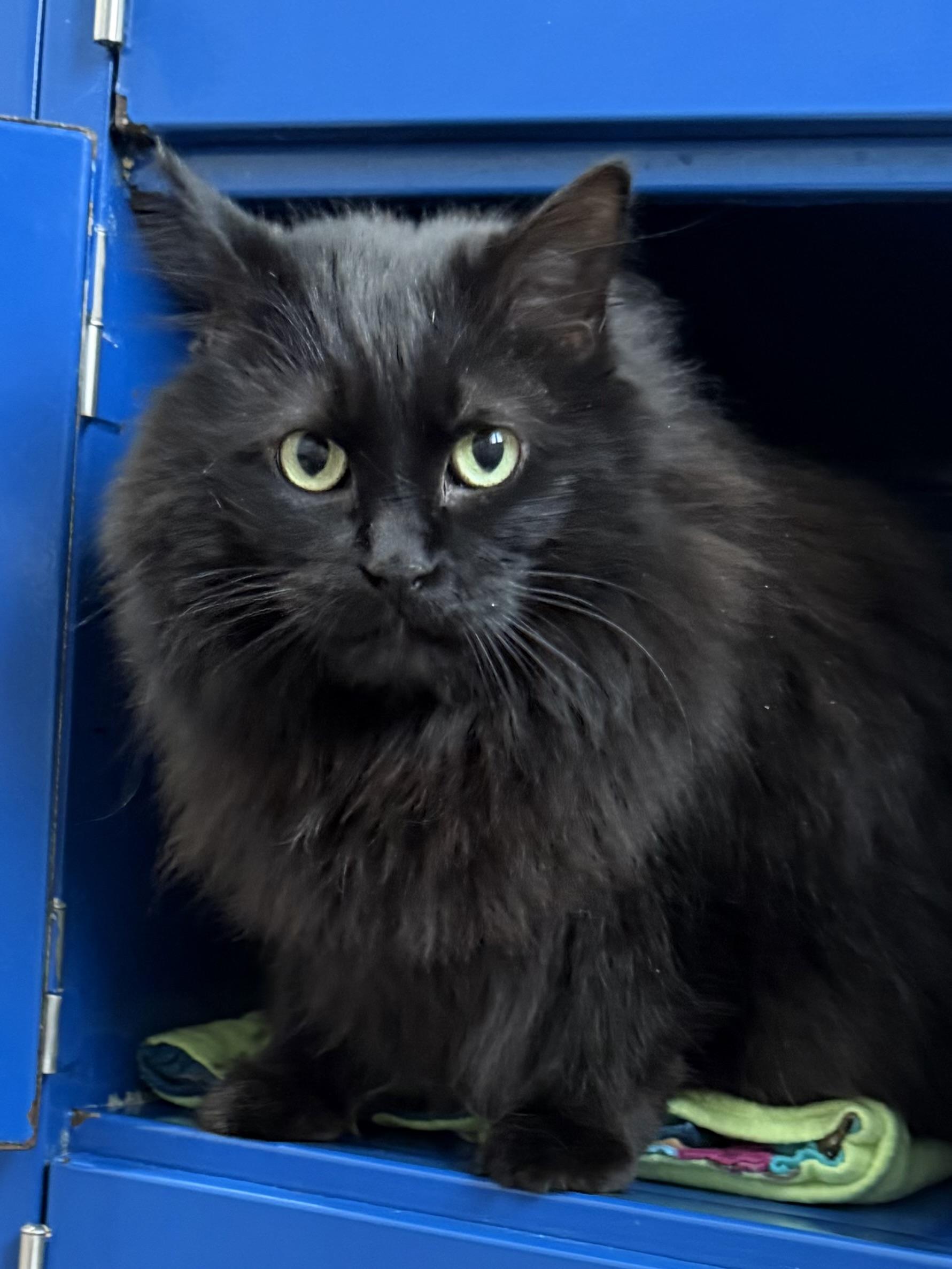 Enlarge Knox, an adopted Domestic Medium Hair in Sault Sainte Marie, MI image 6/6