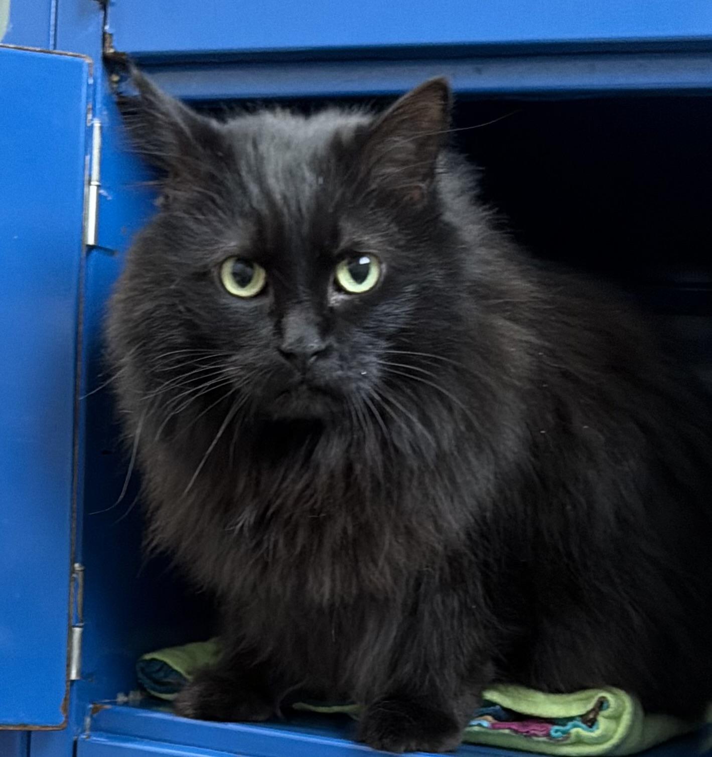 Enlarge Knox, an adopted Domestic Medium Hair in Sault Sainte Marie, MI image 3/6