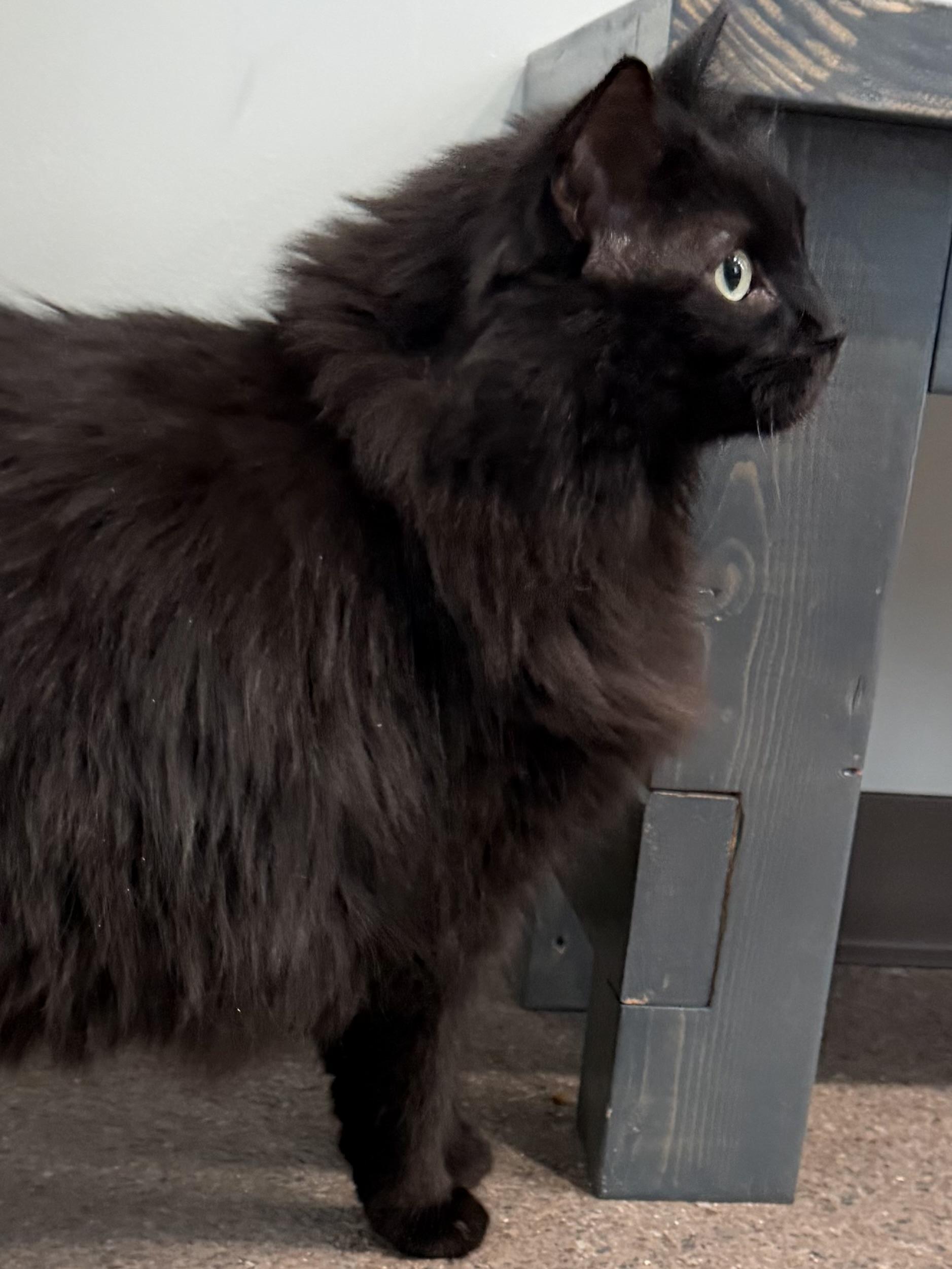 Enlarge Knox, an adopted Domestic Medium Hair in Sault Sainte Marie, MI image 4/6