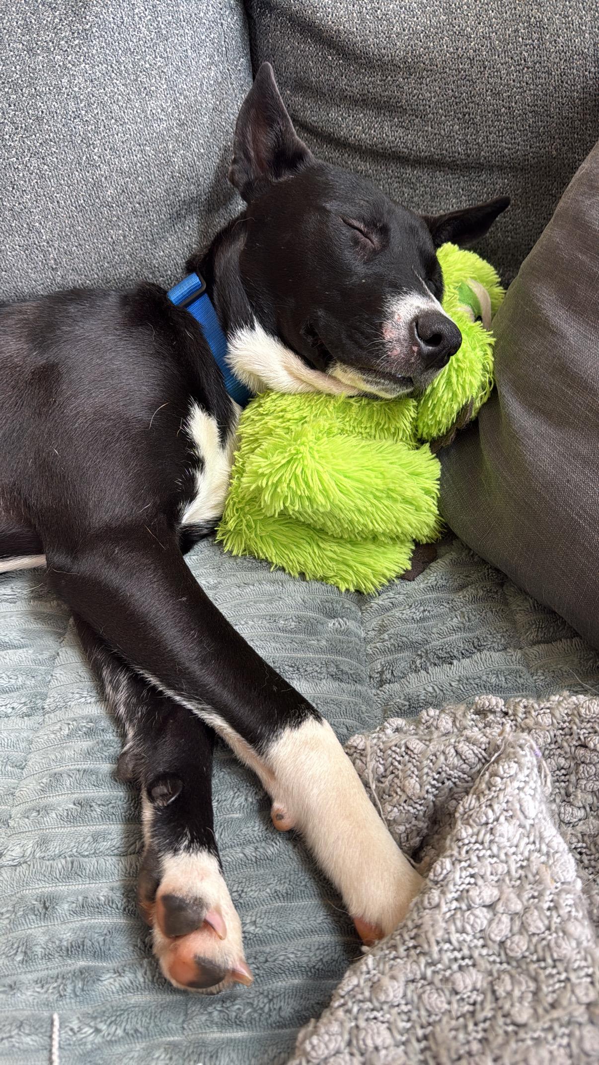 Daisy, Adoptable, Young Female Mixed Breed.