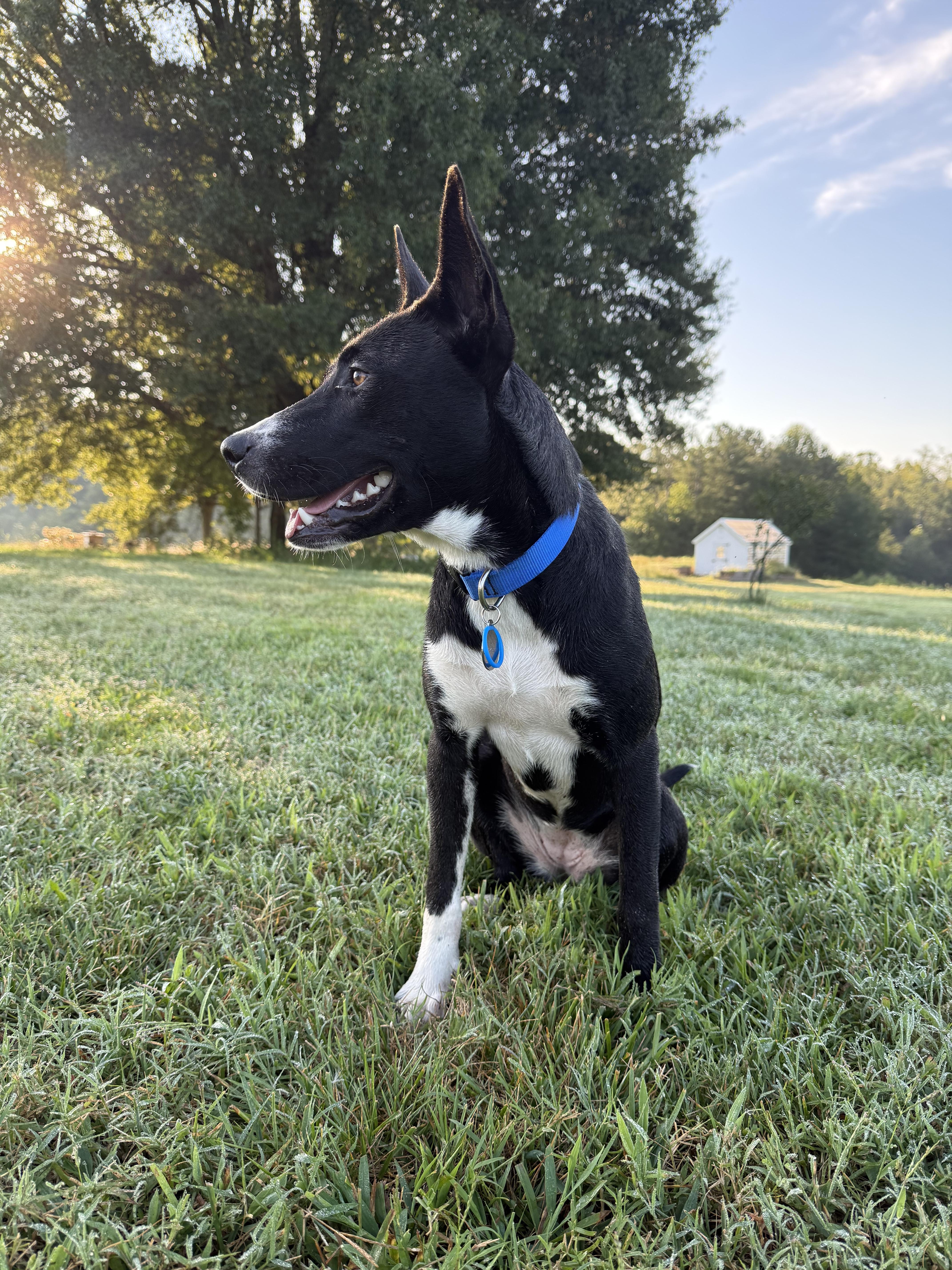 Enlarge Daisy, a Adoptable mixed breed in Maiden, NC image 2/5