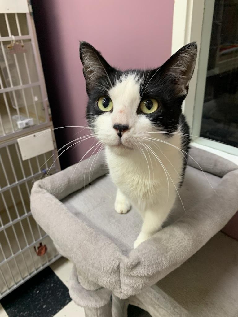 Enlarge Jasmine, a ADOPTABLE Domestic Short Hair in wetaskiwin, AB image 1/1