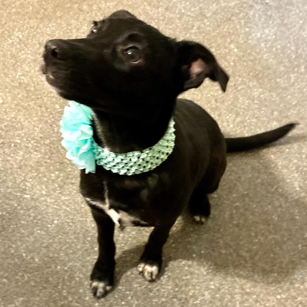 Kaya, Adoptable, Puppy Female Labrador Retriever & Chihuahua.