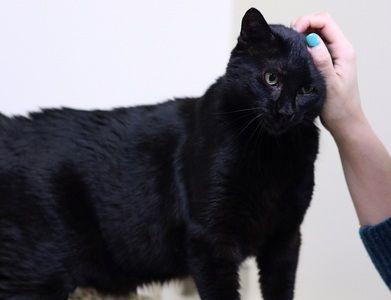 Carl, Adoptable, Senior Male Domestic Short Hair.