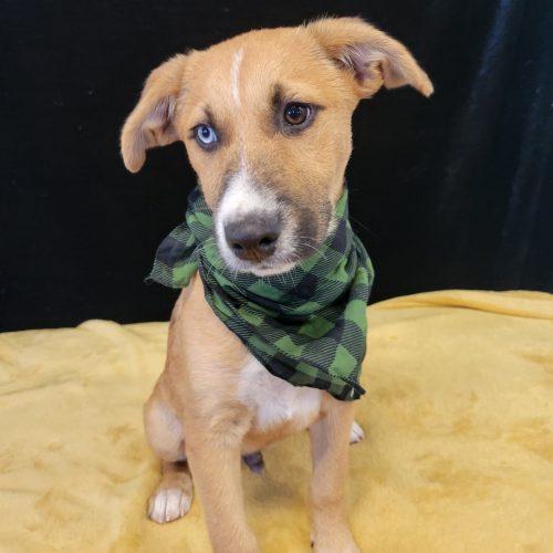 Grits, Adoptable, Puppy Male Husky & Labrador Retriever.