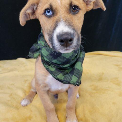 Enlarge Grits, a Adoptable mixed breed in Leesburg, AL image 2/2