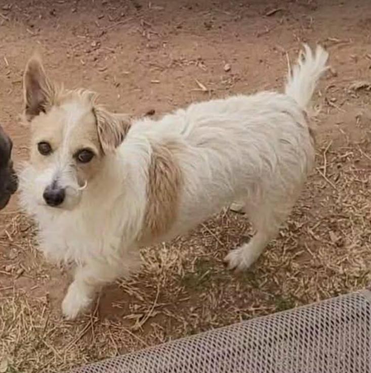 Enlarge Nugget in TX, a Adoptable Terrier in Cranston, RI image 2/3