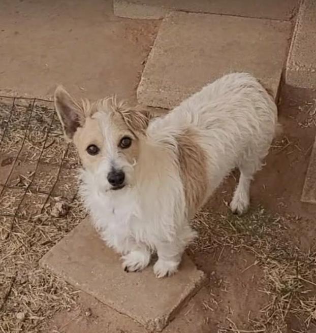 Enlarge Nugget in TX, a Adoptable Terrier in Cranston, RI image 1/3