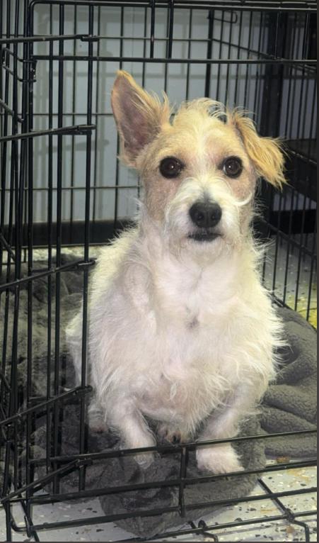 Enlarge Nugget in TX, a Adoptable Terrier in Cranston, RI image 3/3