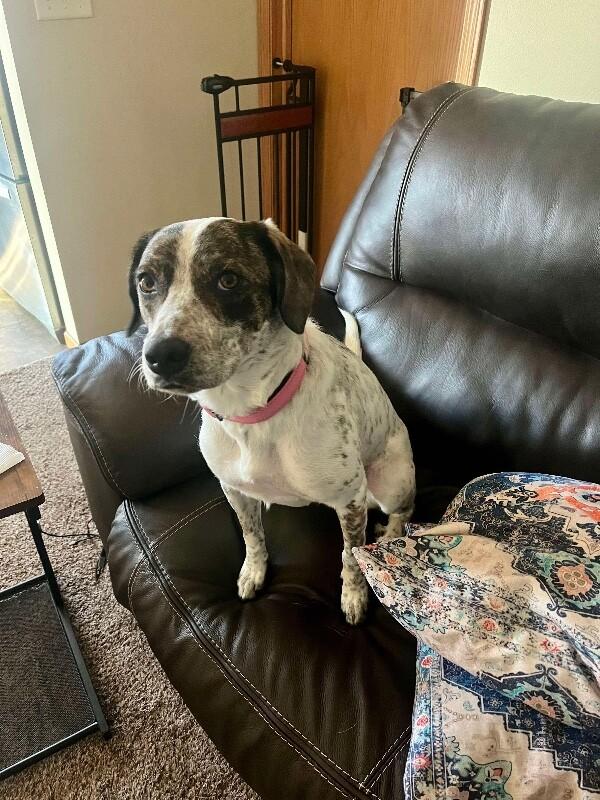 Daphne, a Adoptable mixed breed in Alma, WI image 1/6