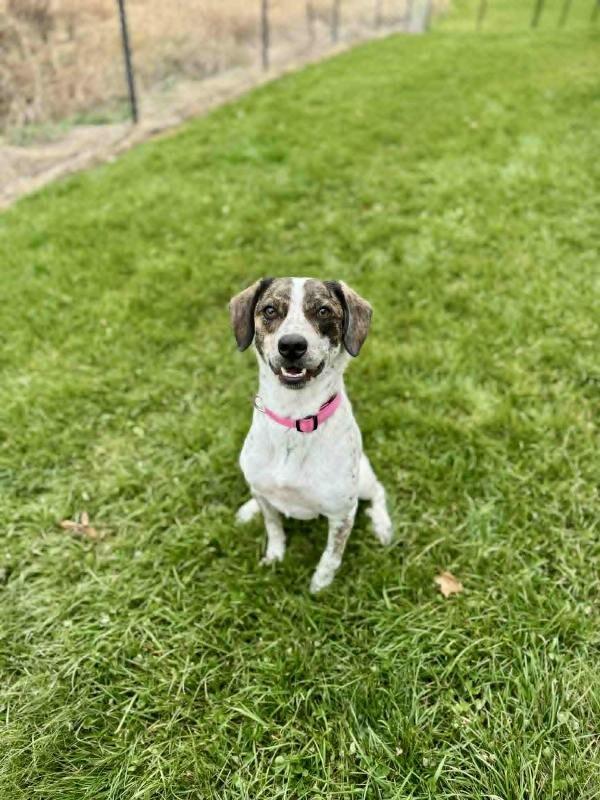 Daphne, a Adoptable mixed breed in Alma, WI image 2/6