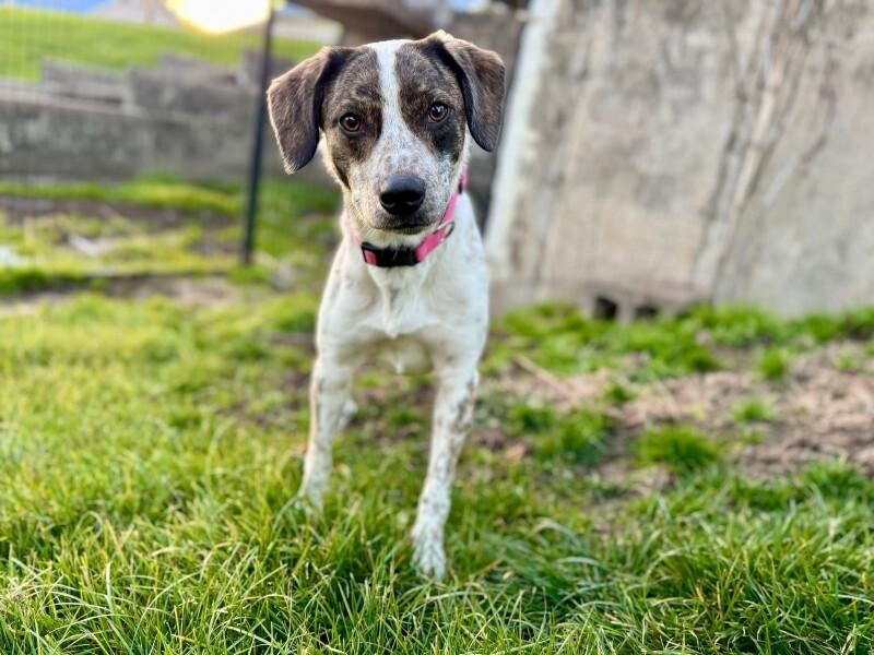 Daphne, a Adoptable mixed breed in Alma, WI image 3/6