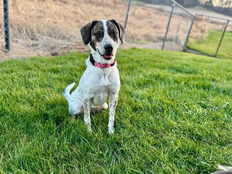 Daphne, a Adoptable mixed breed in Alma, WI image 4/6