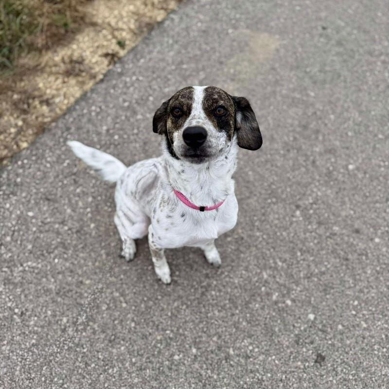 Daphne, a Adoptable mixed breed in Alma, WI image 5/6